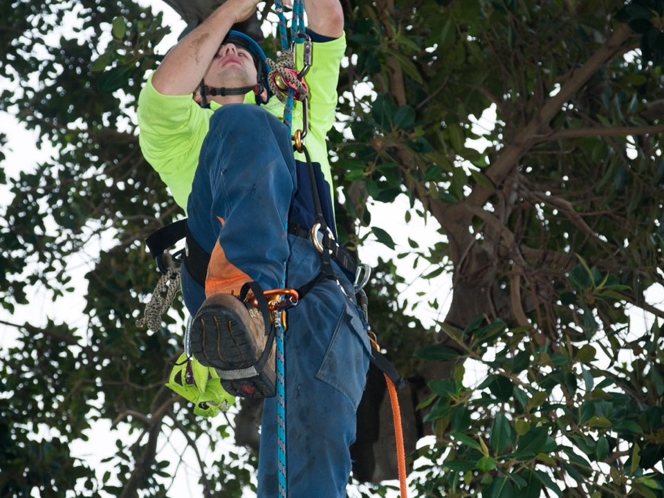 Qualified arborist working in a mature tree during a risk assessment in Berkshire